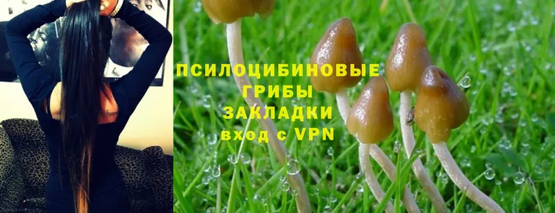 Галлюциногенные грибы Cubensis  Кологрив 